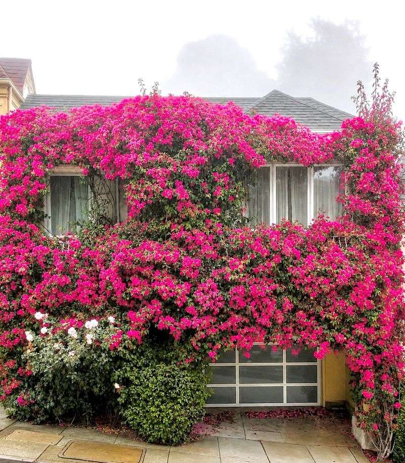 Bougainvillea