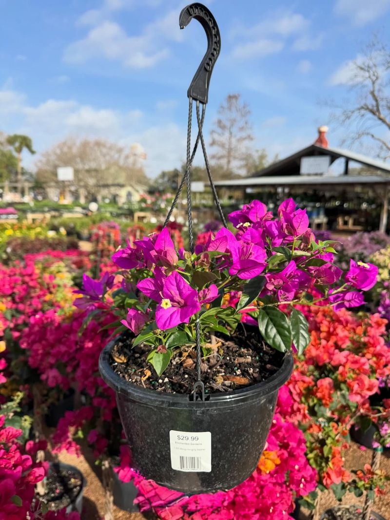 Bougainvillea can bring repeated summer color to one patio container Bougainvillea can bring repeated summer color to one patio container