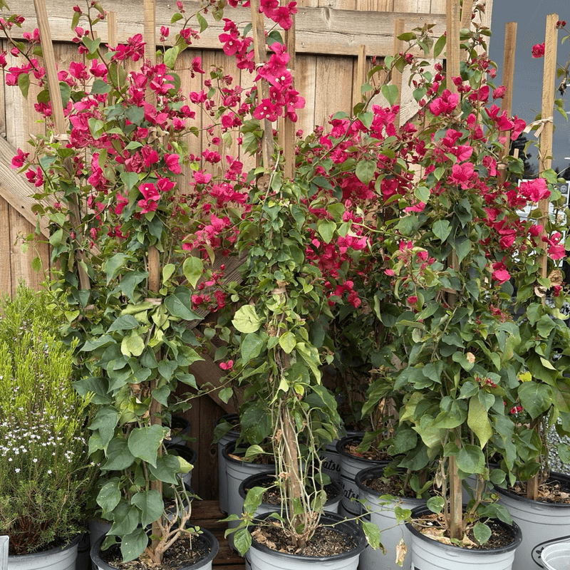 Bougainvillea