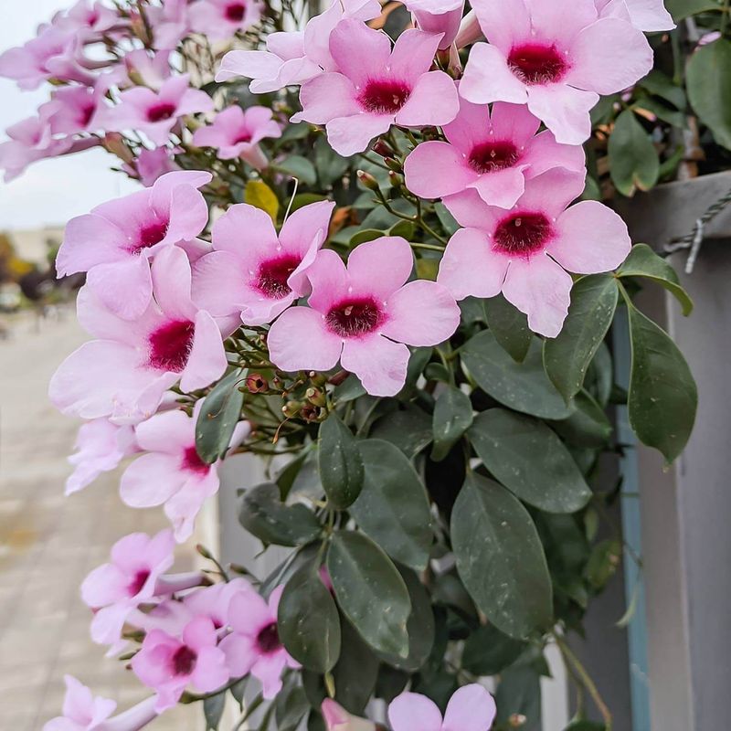 Bower Vine (Pandorea jasminoides)