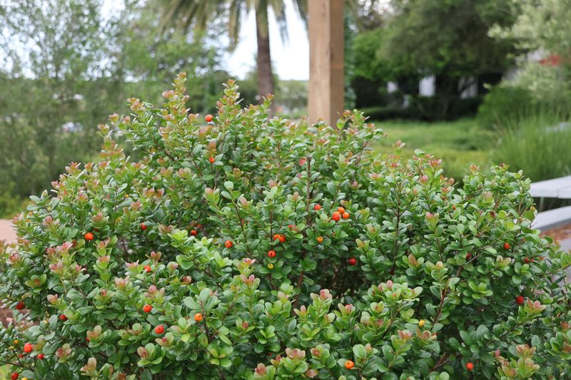 Boxwood for Simpson's Stopper