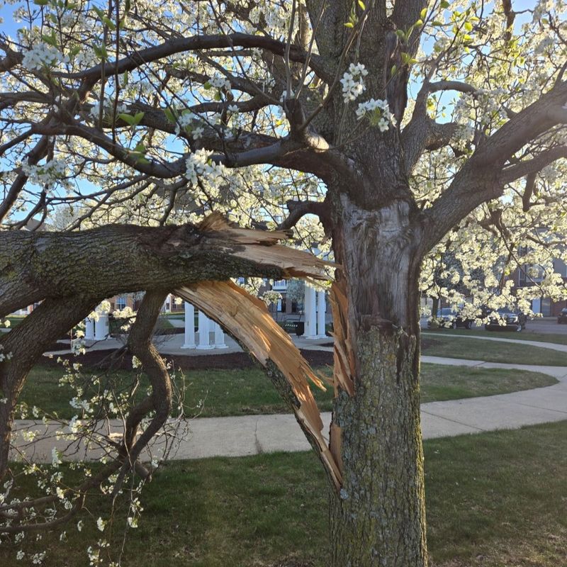 Bradford pear solved short-term problems but created long-term ones