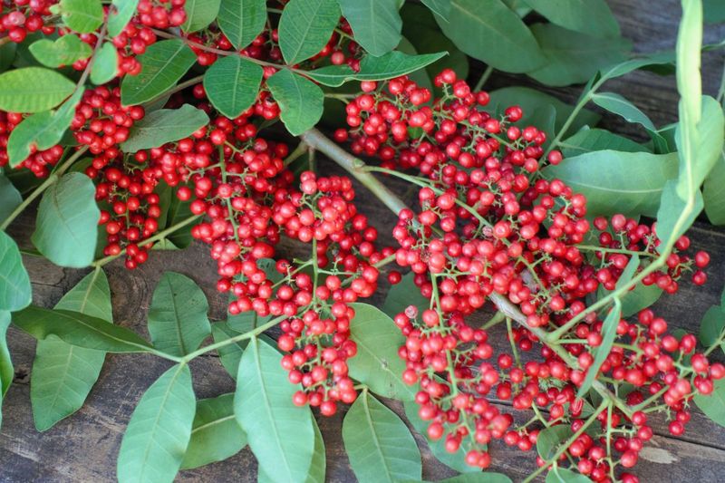 Brazilian Pepper Tree