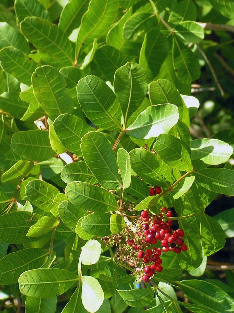 Brazilian Pepper