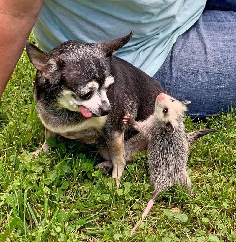 Bring Pets Indoors Before They Start a Chase
