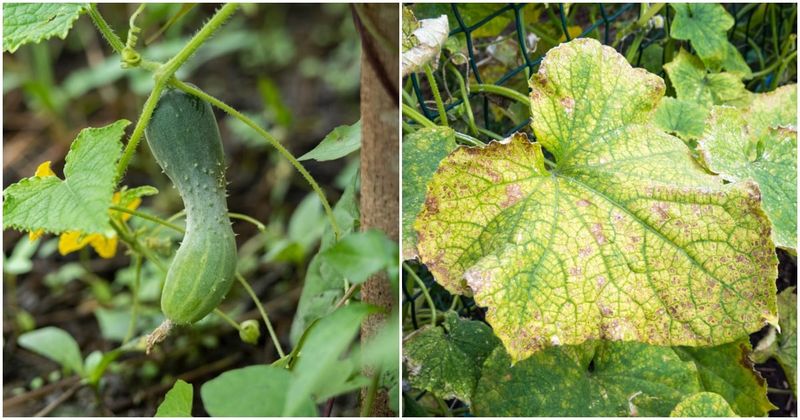 Broaden the diagnosis when moisture is consistent