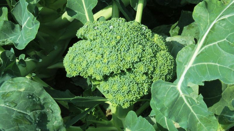 Broccoli