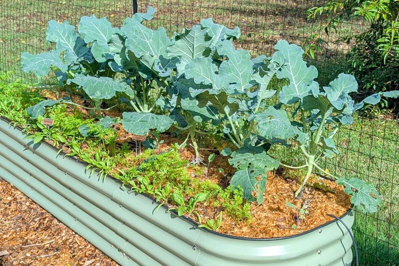 Broccoli
