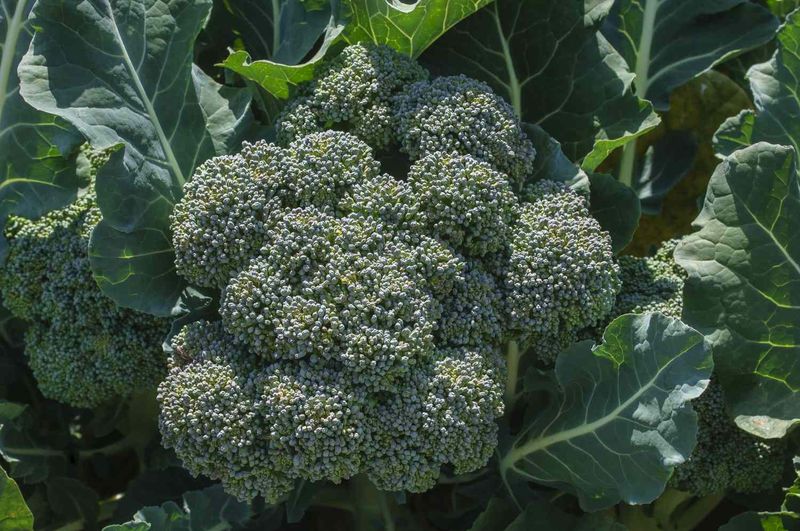 Broccoli