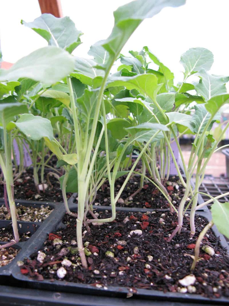 Broccoli Transplants for a Head Start Broccoli Transplants for a Head Start