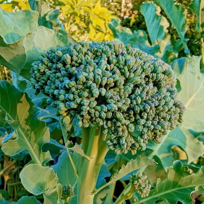 Broccoli fits one specific fall-harvest goal