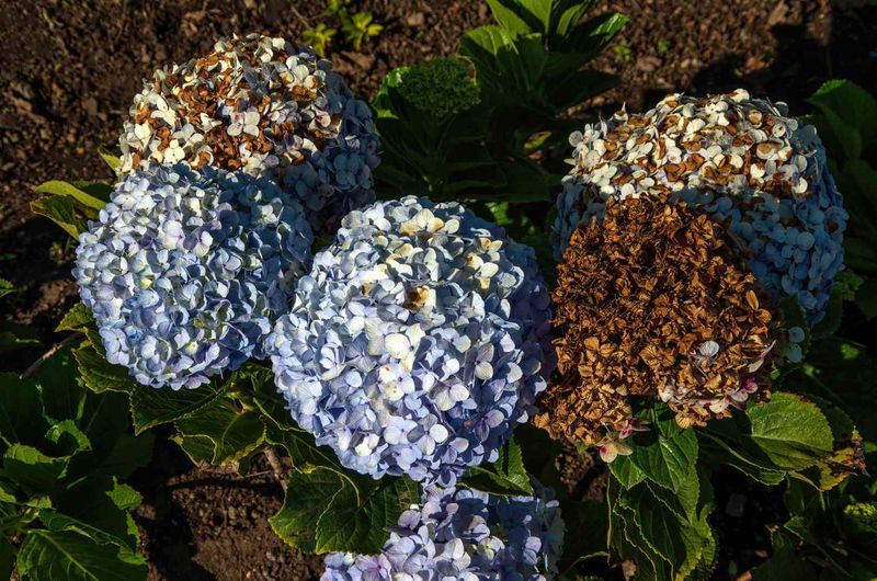 Brown blooms can have several explanations