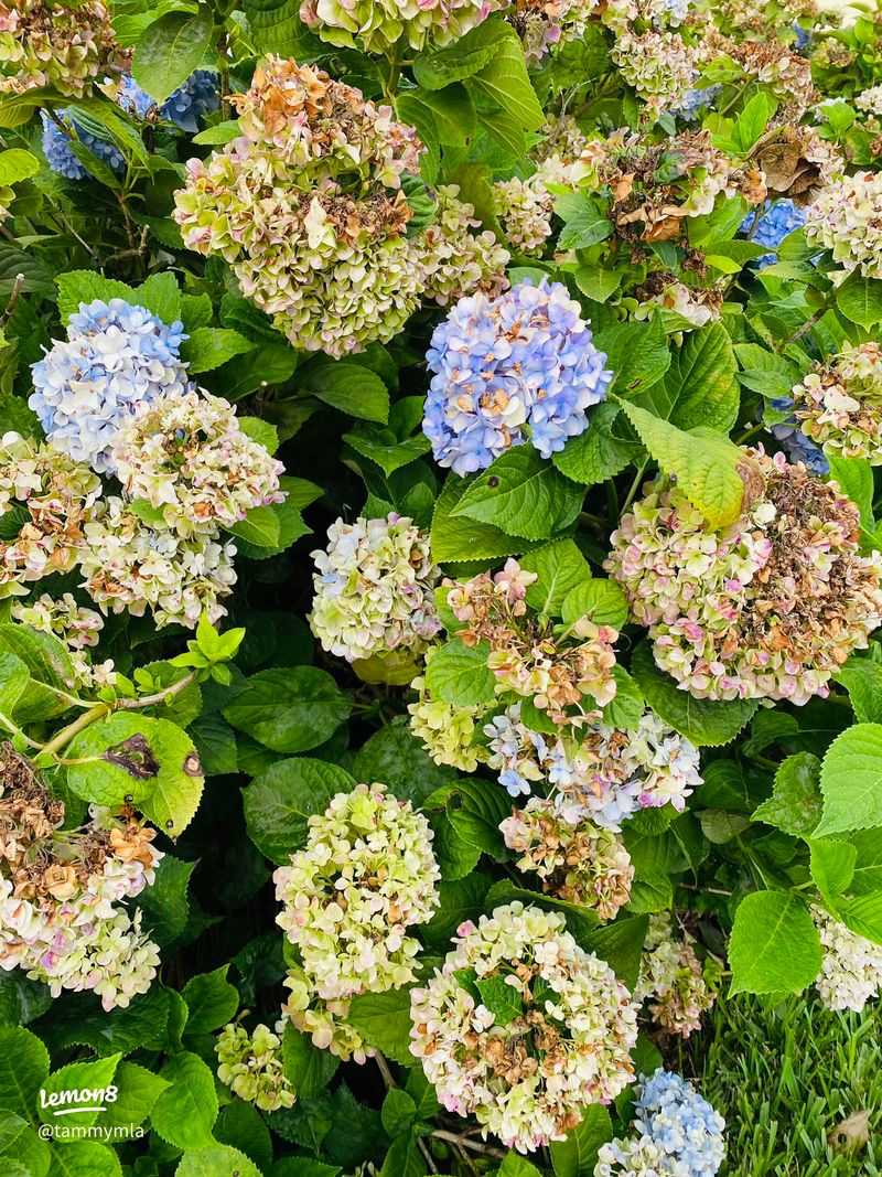 Brown blooms can reflect aging, stress, or disease