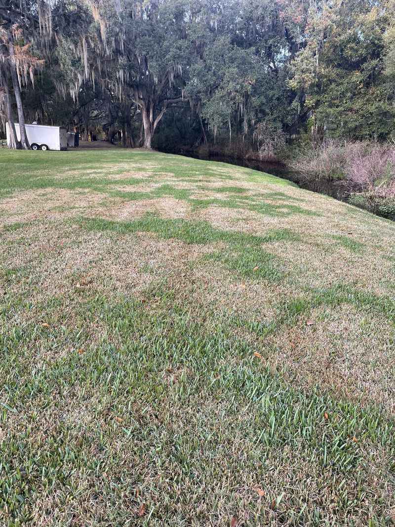 Brown circles and loose turf need confirmation before treatment