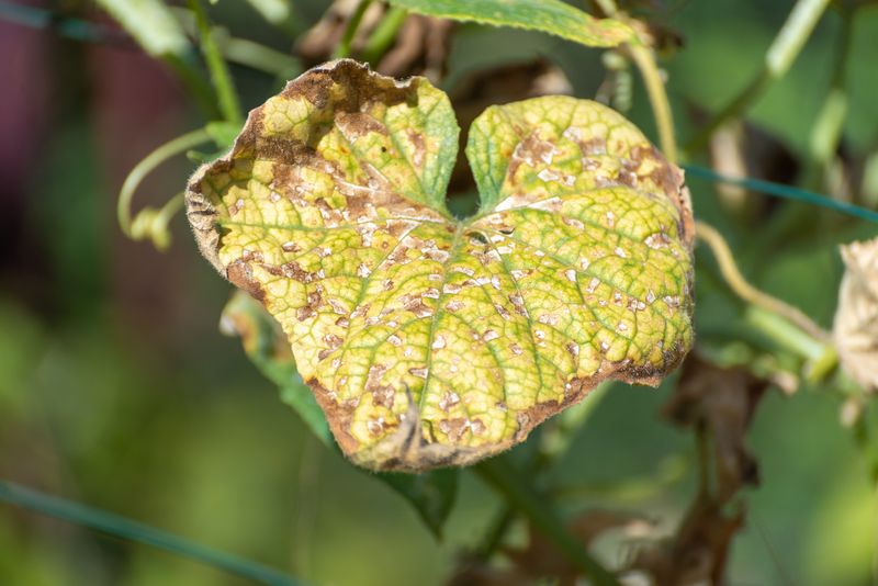 Brown margins signal stress, not a diagnosis
