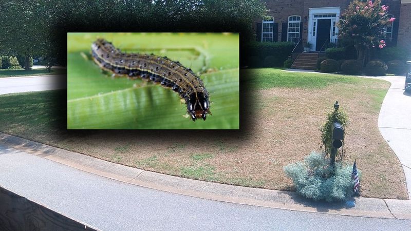 Brown patches can hide a fast-moving turf pest