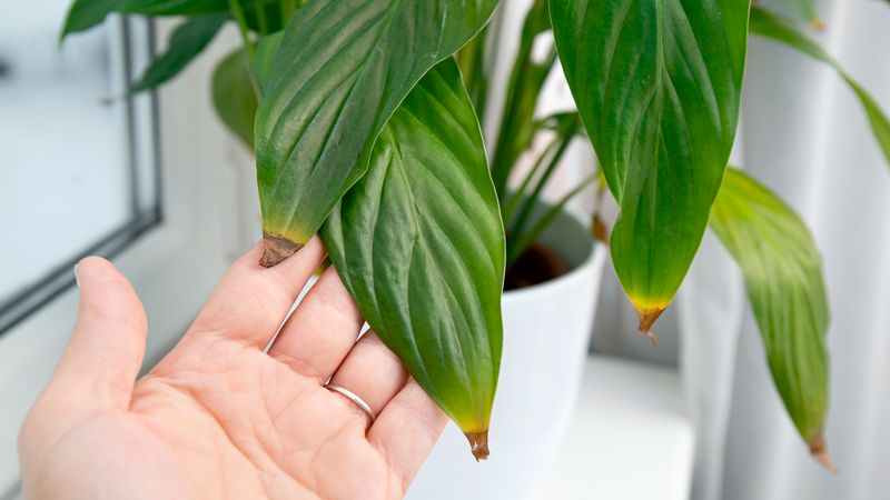 Brown tips are clues, not a diagnosis