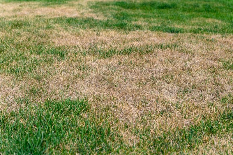 Browning Signals Stress, but It Does Not Prove the Lawn Is Dead Browning Signals Stress, but It Does Not Prove the Lawn Is Dead