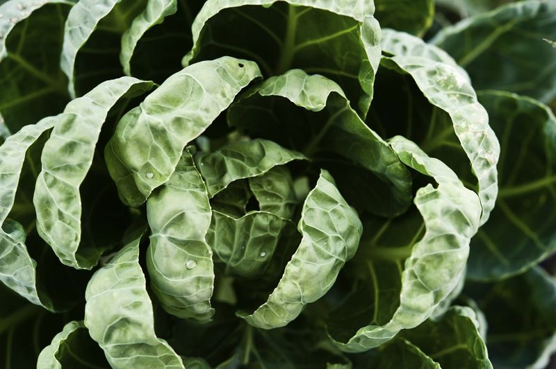 Brussels Sprouts