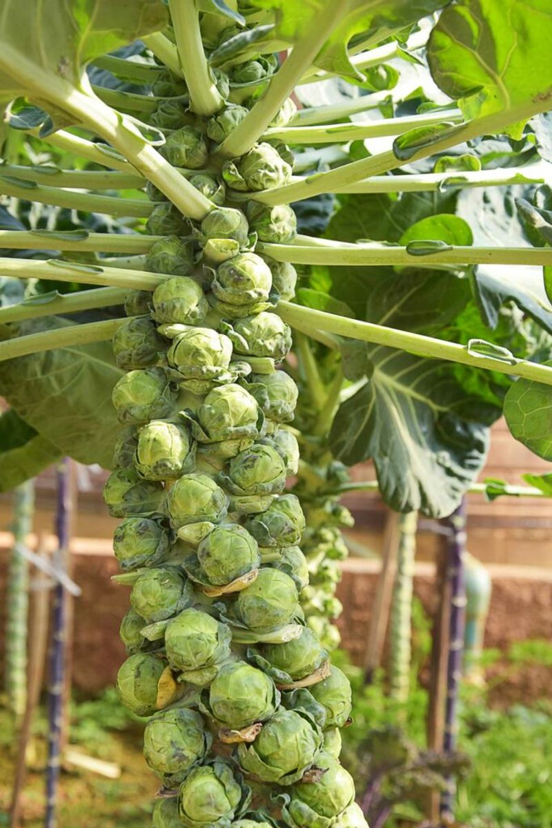 Brussels sprouts