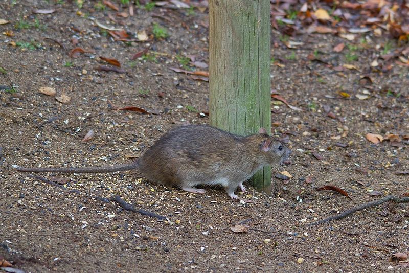 Build a Rat-Reduction Plan Around Food, Shelter, and Access