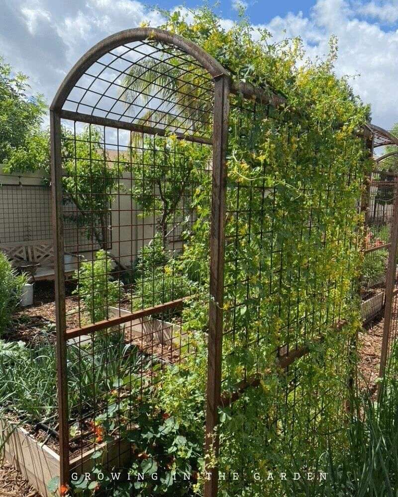 Build a Support System for a Twining Vine