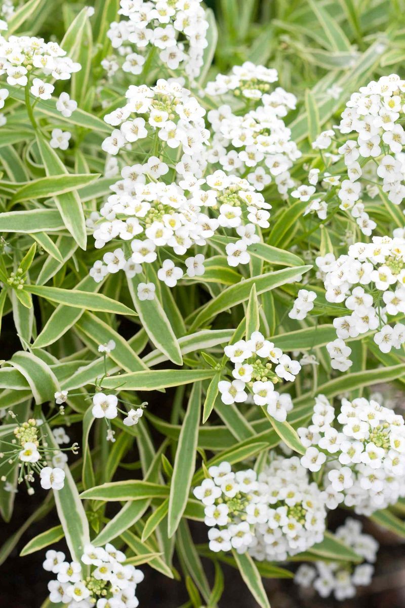 Build a broader beneficial-insect habitat without promising retention