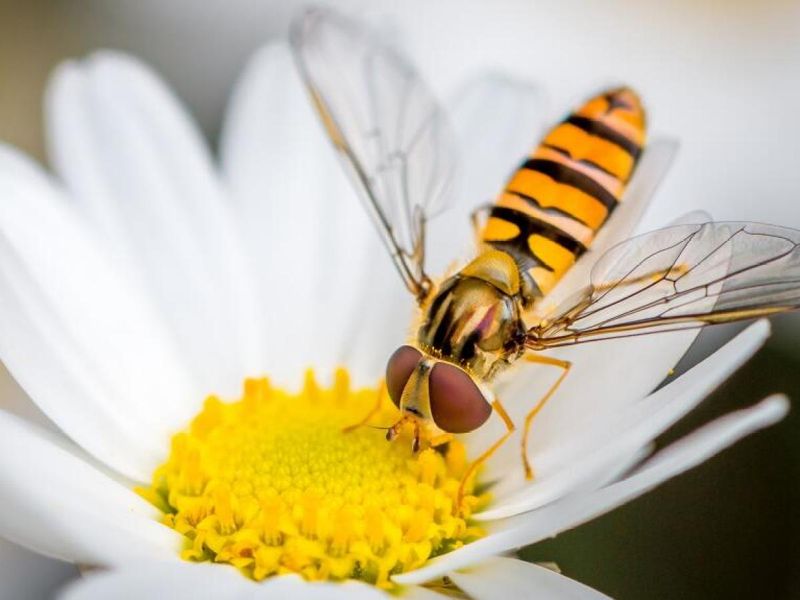 Build a broader community of natural enemies