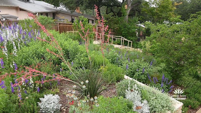 Build a diverse native planting around the kidneywood Build a diverse native planting around the kidneywood