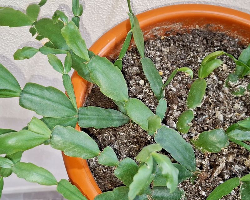 Build a drainage-based watering routine Build a drainage-based watering routine