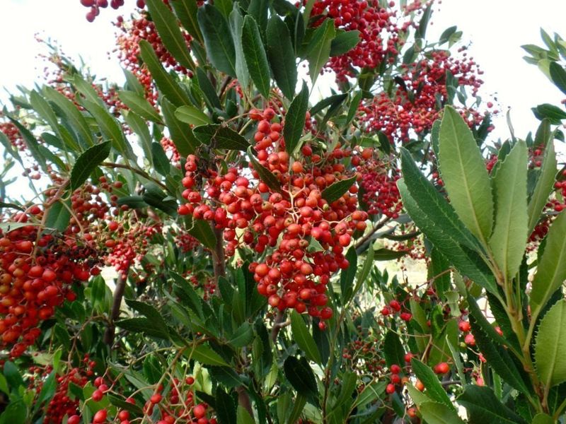 Build a food-rich California yard without overpromising