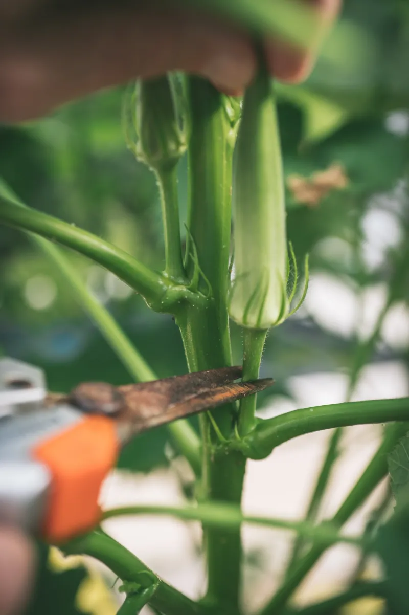 Build a frequent August harvest routine