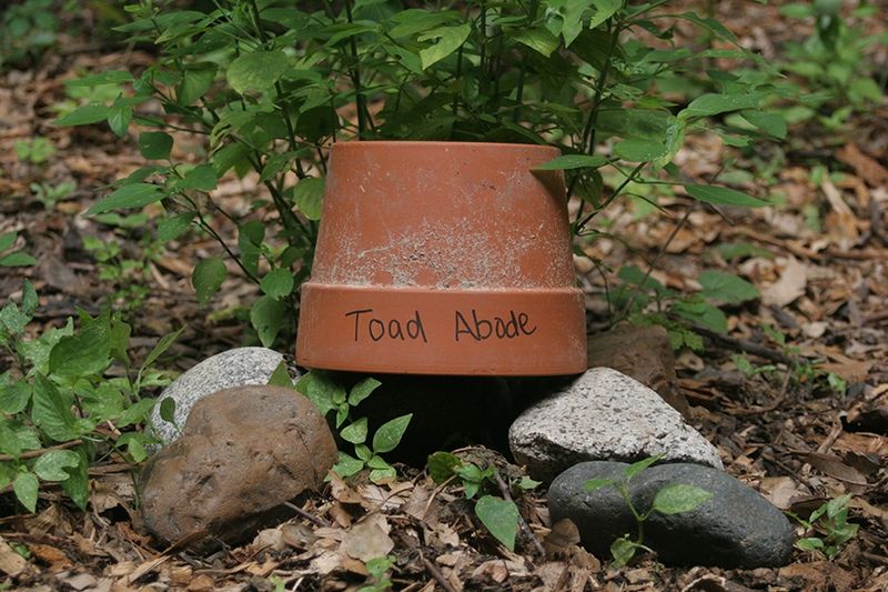 Build a habitat that may support local native toads