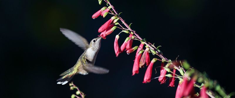 Build a hummingbird garden, not a one-plant guarantee