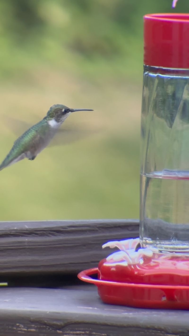 Build a late-summer feeder routine around small batches