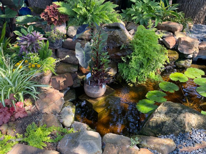 Build a living yard that supports bats without breeding mosquitoes Build a living yard that supports bats without breeding mosquitoes