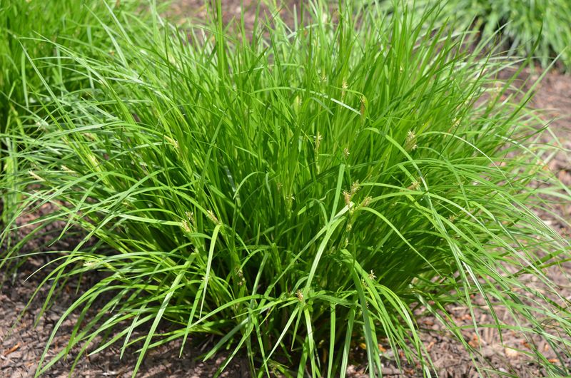 Build a locally matched Texas plant mix