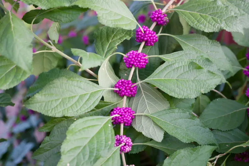 Build a longer wildlife season around one shrub