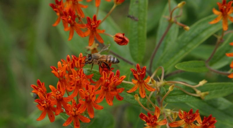 Build a pollinator planting around seasonal gaps