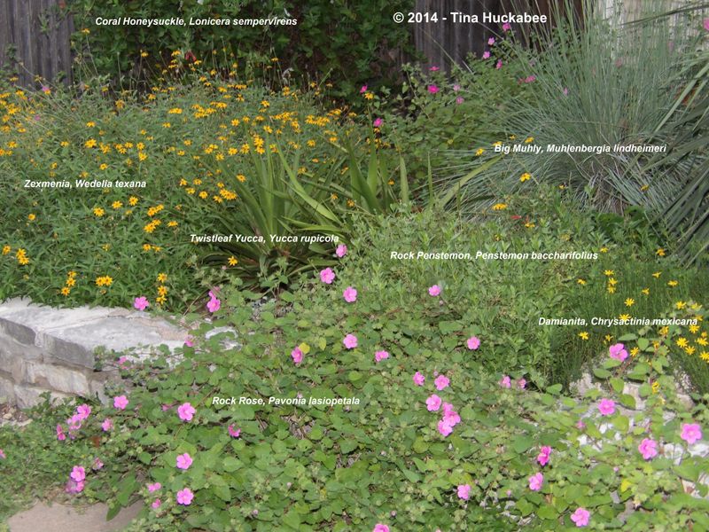 Build a realistic Texas plan for fewer mosquito problems