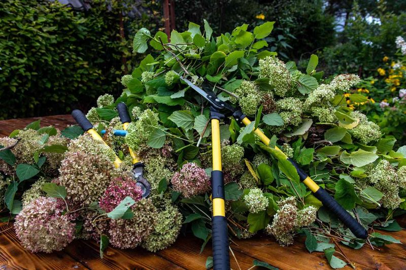 Build a realistic plan for the next bloom cycle