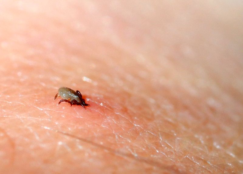 Build a realistic response plan after a tick encounter