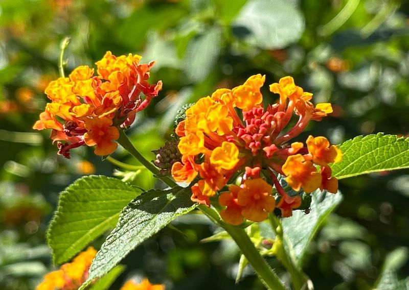 Build a resilient Texas planting without chasing a magic species