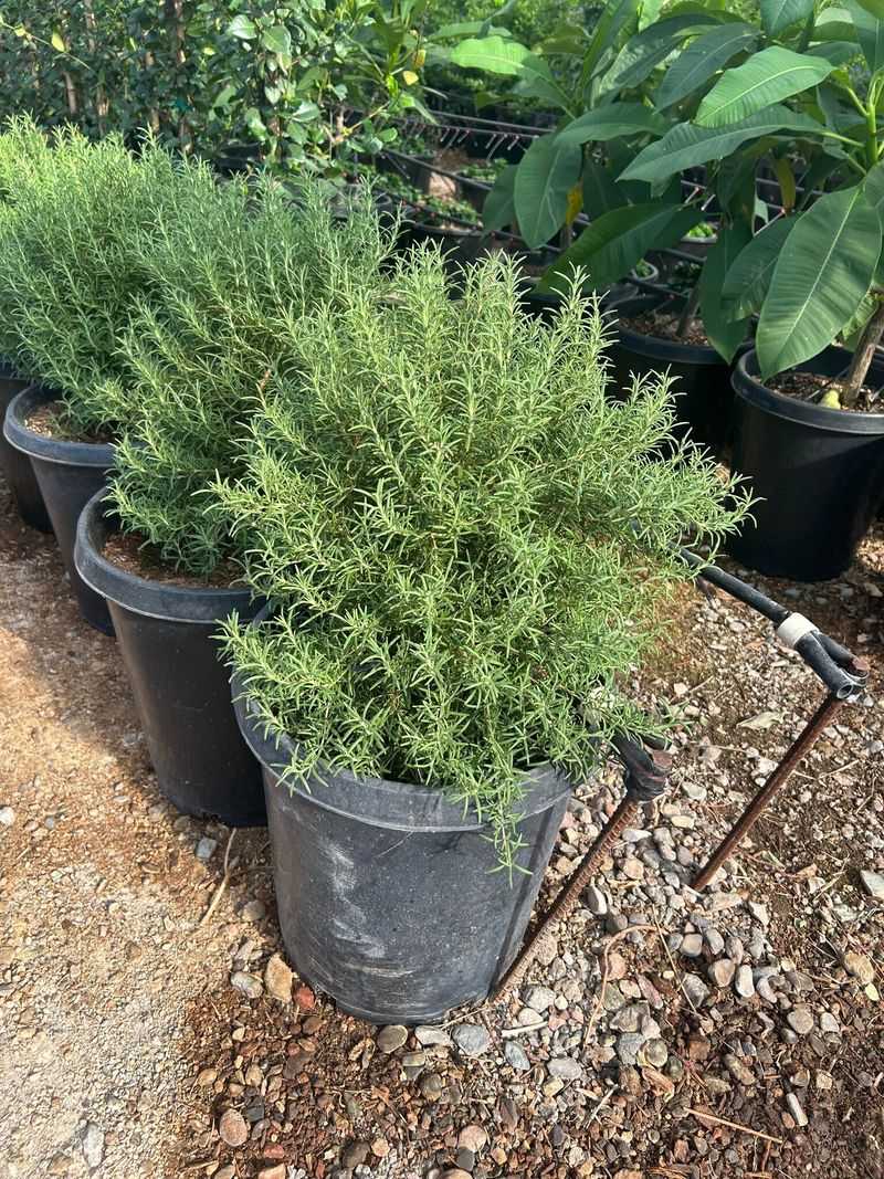 Build a root zone that drains quickly