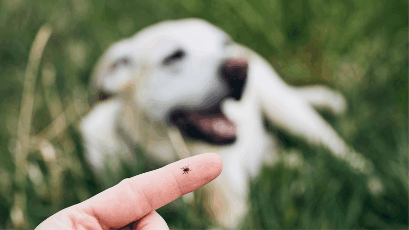 Build a separate tick-protection routine