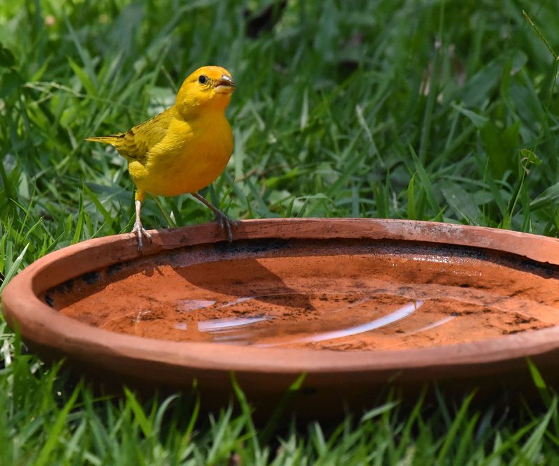 Build a shallow basin birds can use safely Build a shallow basin birds can use safely
