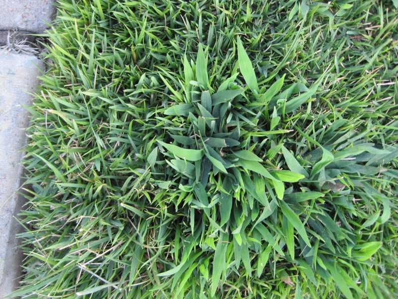 Build a thicker lawn to close crabgrass’s openings Build a thicker lawn to close crabgrass’s openings