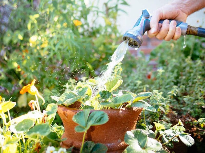 Build an August routine that protects fruit quality