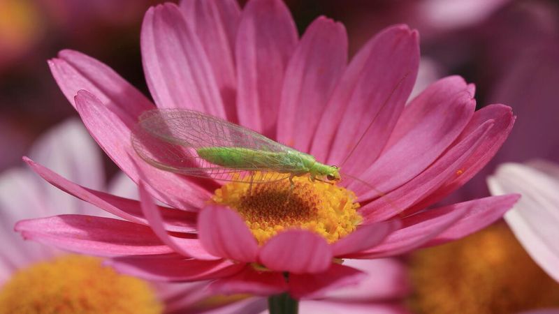 Build diverse flowering habitat for resident lacewings