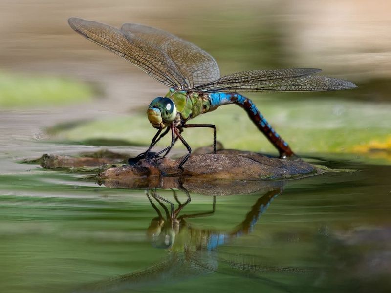 Build dragonfly habitat without creating mosquito habitat